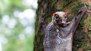 Sunda colugo