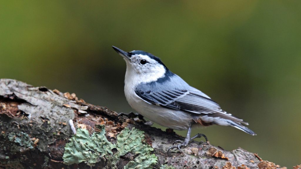 A nuthatch on a branch