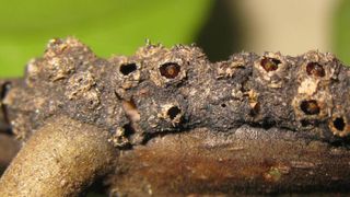 Ant species, Azteca brevis, hiding in the bored holes of the crusted tube-like carton on a tree stem.