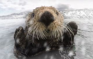 I give up, I'm the cutest. Sea otter in the snow in Alaska.