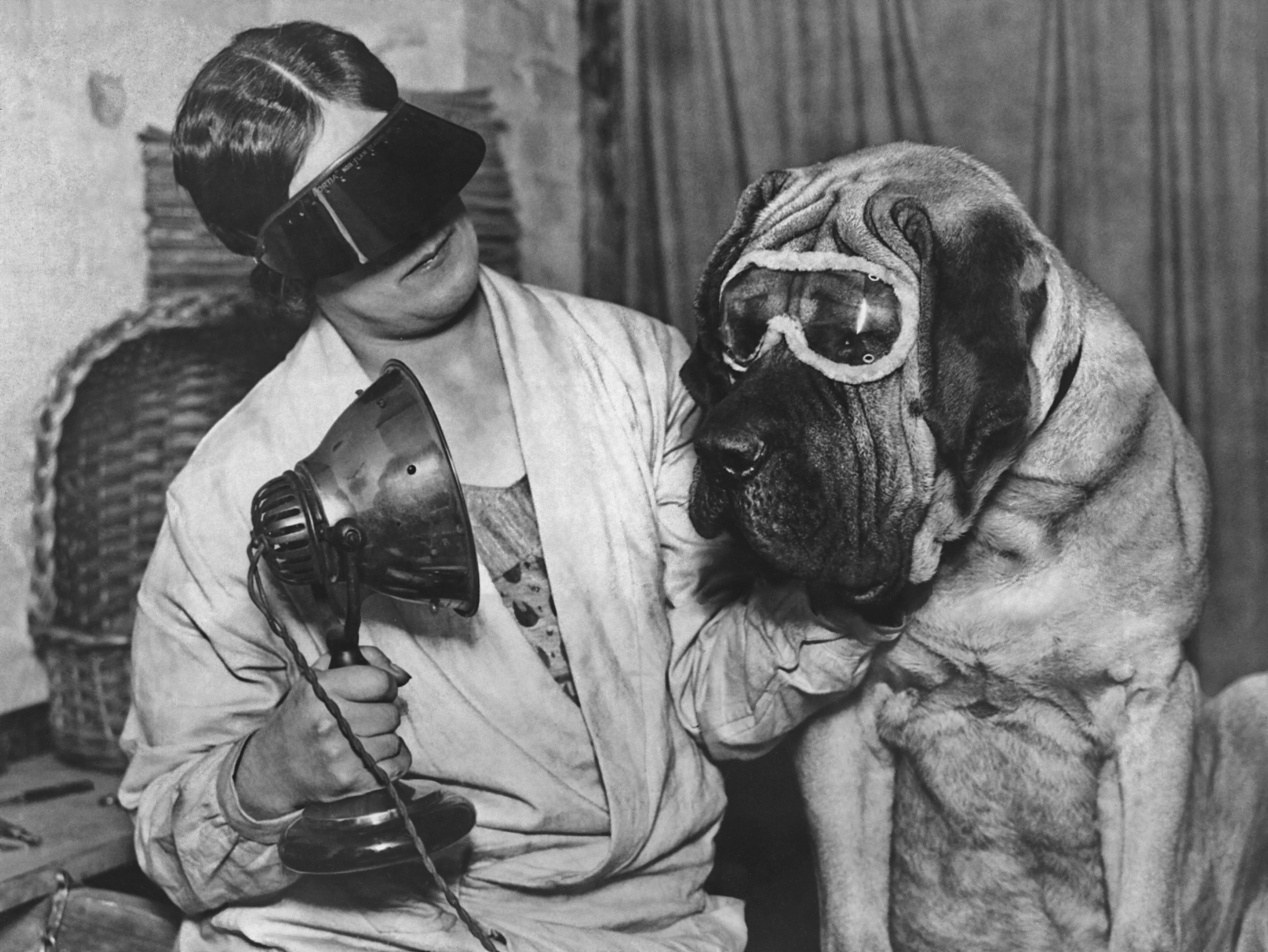 Miss V. Clarke giving English mastiff Buster a sun ray treatment before he takes part in the Crufts dog show in London, 21st April 1929. Both are wearing protective eyewear.