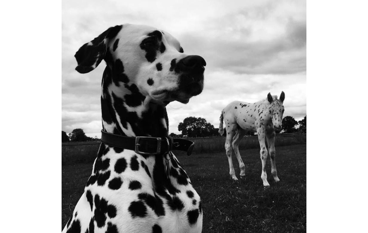 “My three-year-old Dalmation Joey and matching five-month-old Knabstrupper Vino” — Sam Andrews