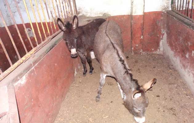 donkeys prior to rescue