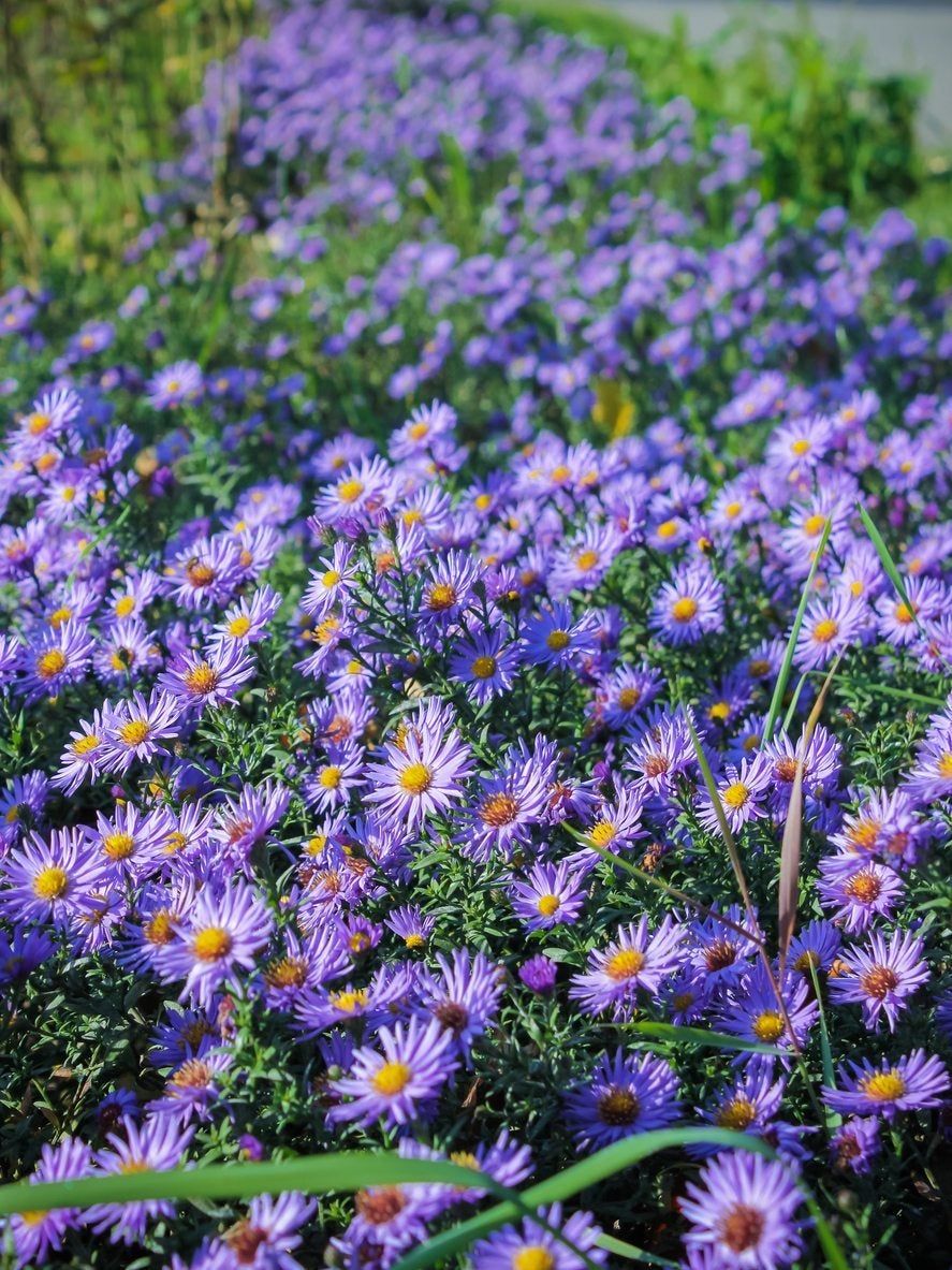 Field of Purple Aster Plants