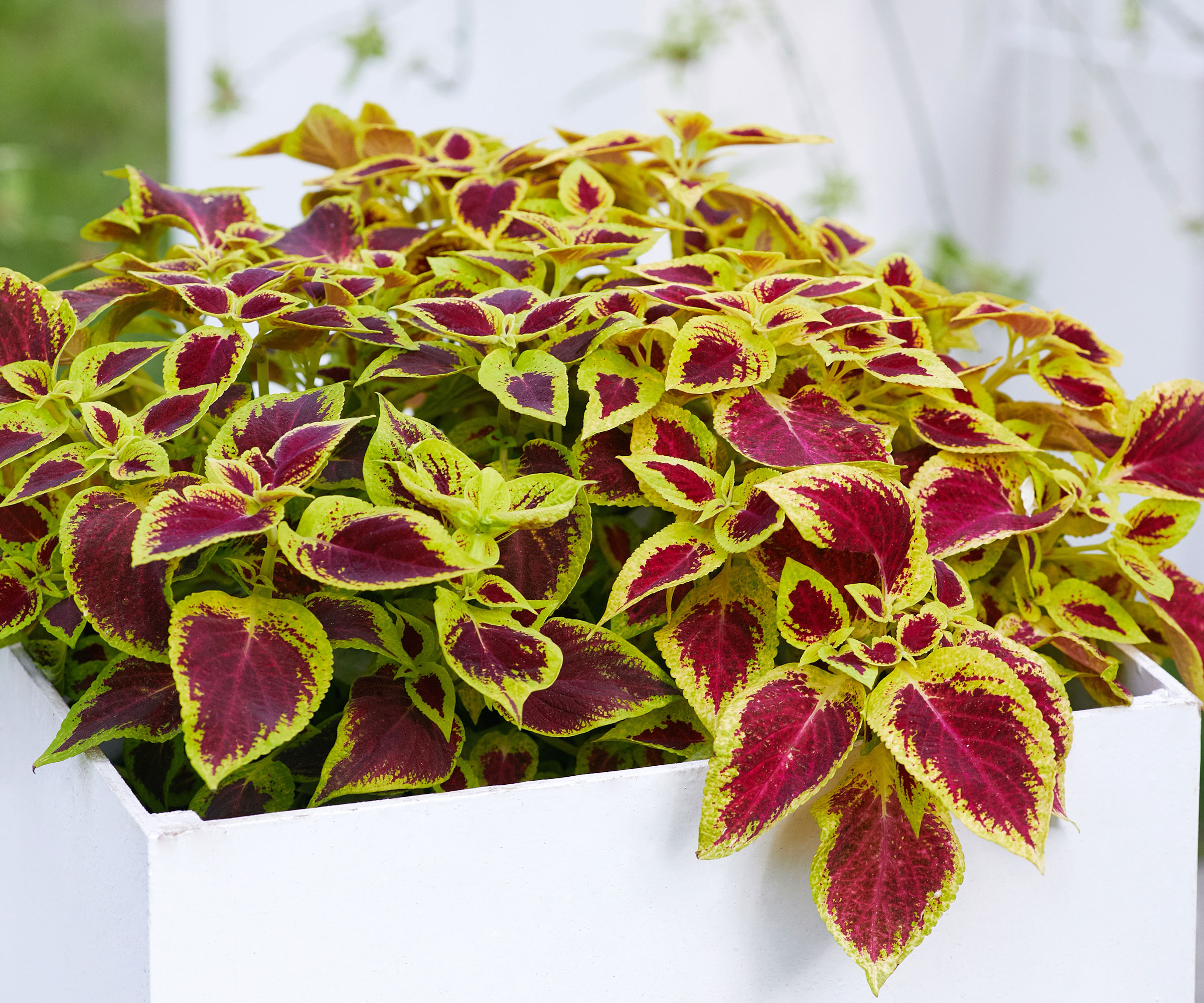 red and green coleus plants in white container