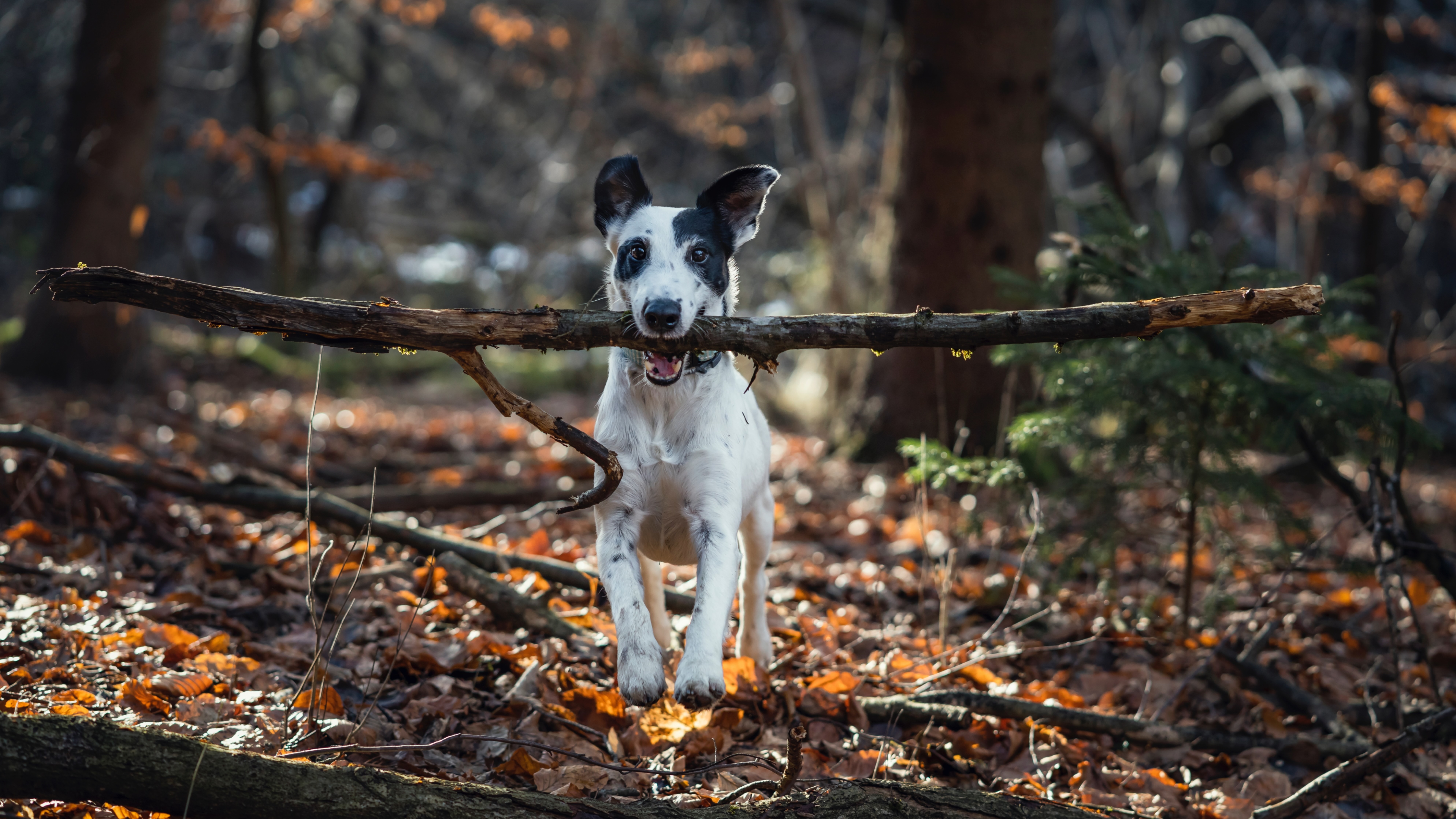 Dog with stick