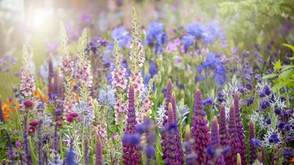 A dense bed of flowers with pink verbascum, purple lupins and blue iris