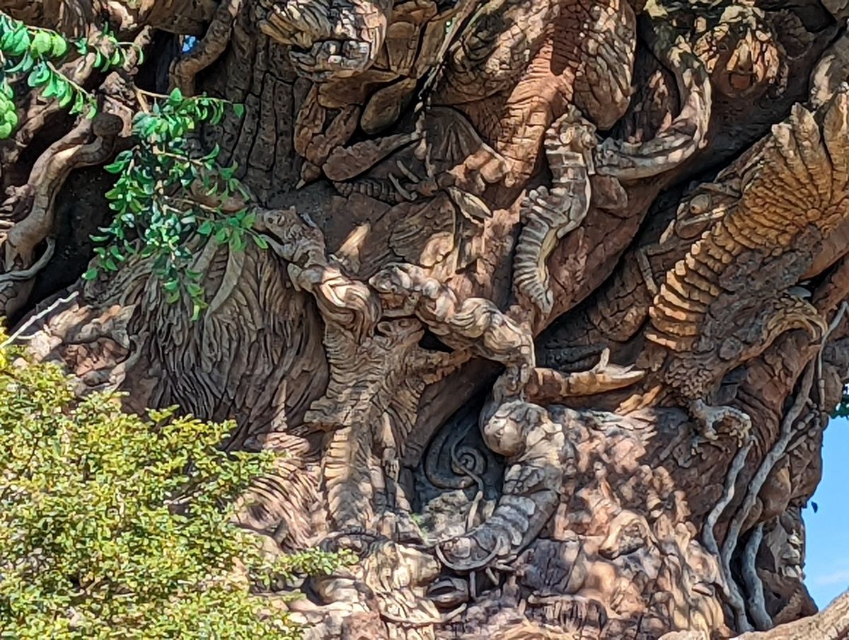 Pixel 6 Camera Samples Tree of Life at full 7x zoom
