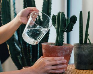 potted indoor cactus being watered with a glass jug