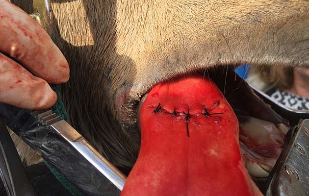 hurst-injured-tongue