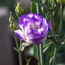 Close-up of purple picotee Lisianthus in the garden