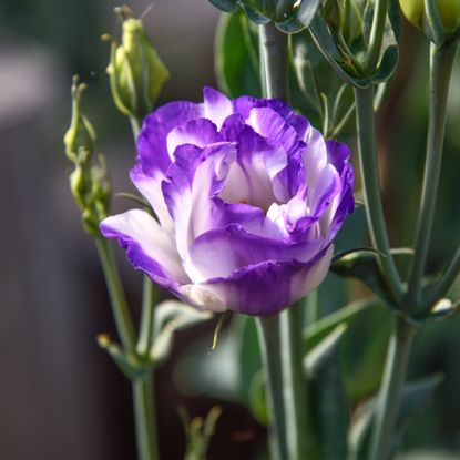 Close-up of purple picotee Lisianthus in the garden