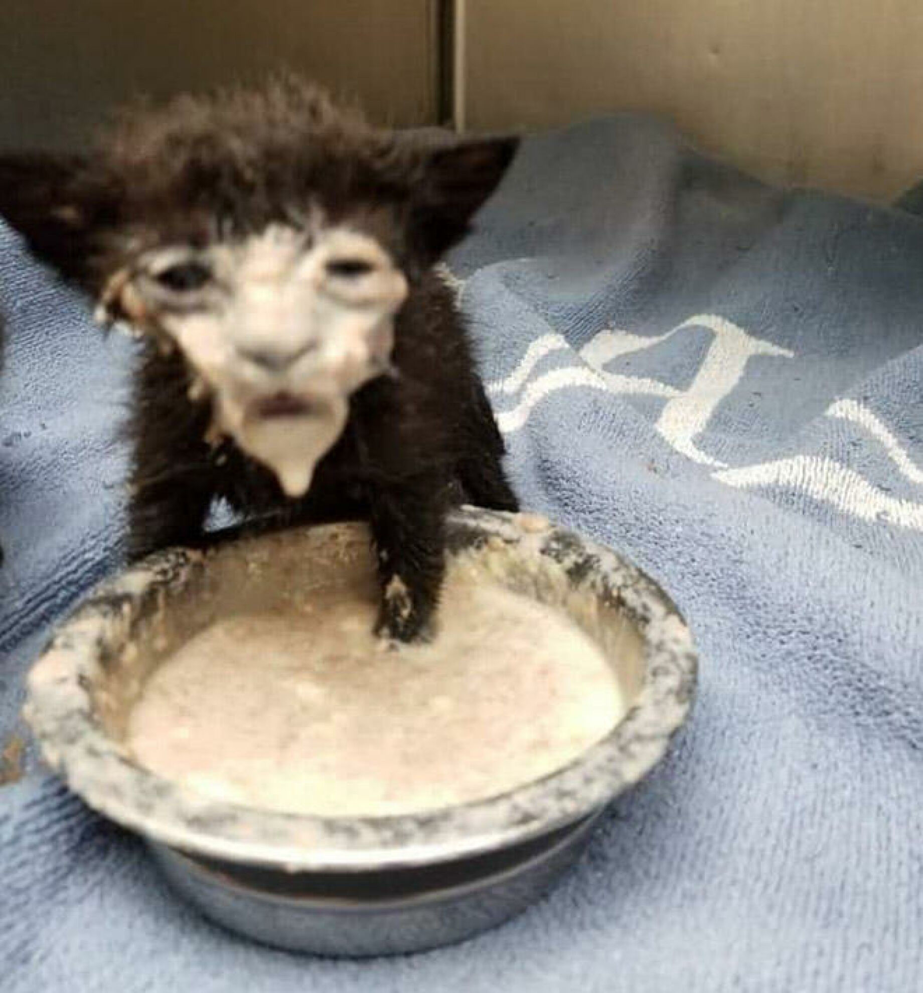 Milk face cat meme