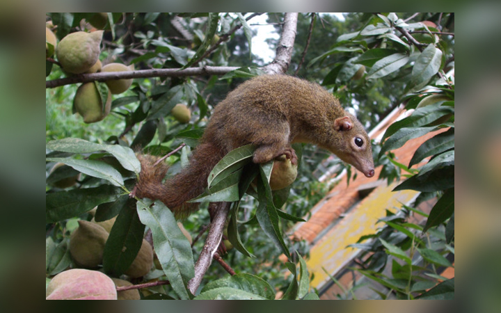 Hot Take: Tree Shrews Love Chili Peppers | Live Science