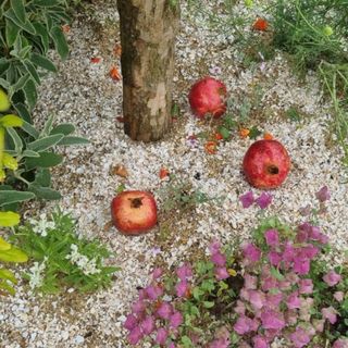 Pomegranates scattered across the oyster shell path of Aphrodite's Garden at the Royal Hampton Court Flower Show