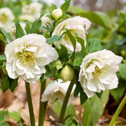 White Hellebores