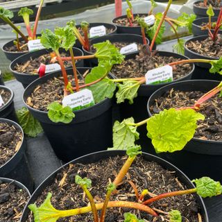 Close up of rhubarb growing in plastic pots