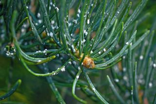 Adelges insect on conifer tree