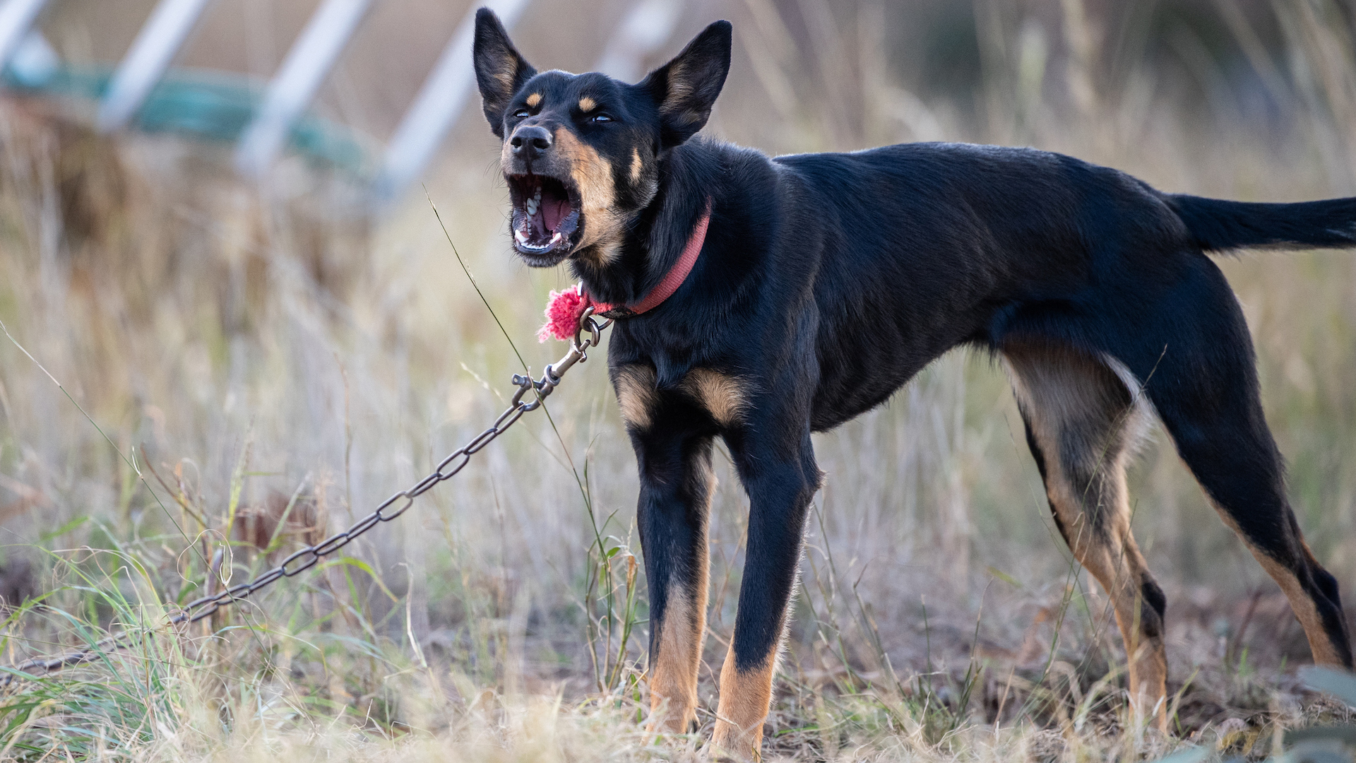 kelpie on chain with raised tail looking aggressive