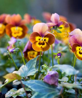 Viola cornuta ‘deltini honey bee’