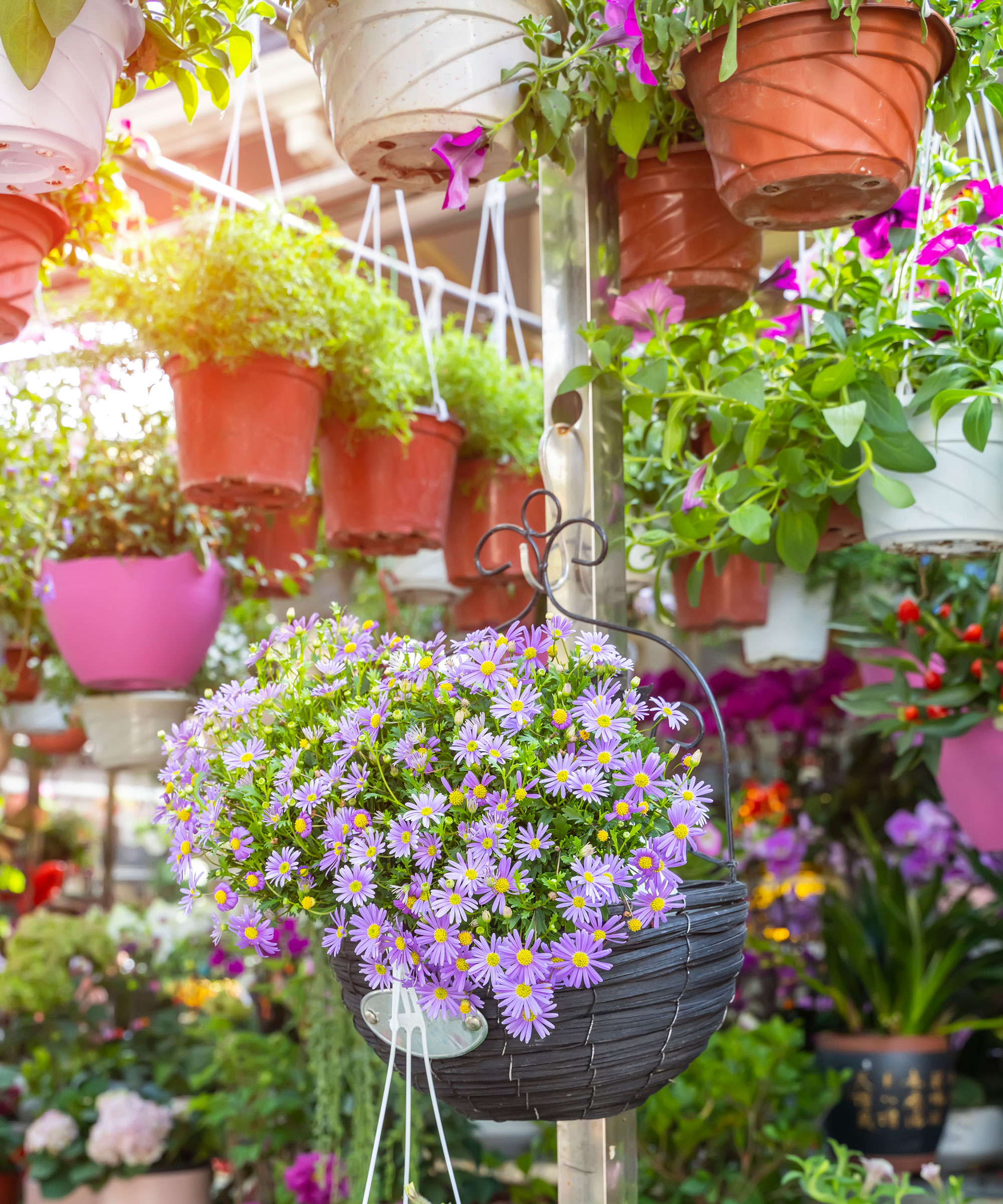 purple asters in hanging basket surrounded by other plants in hanging baskets