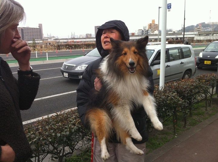 Lost Victims: Animal Groups Rush to Help Pets in Japan | Live Science