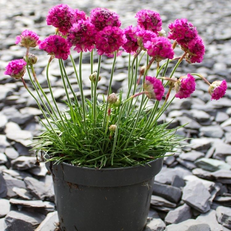 Armeria Maritima Splendens Sea Pink - in Bud &amp;amp; Bloom
