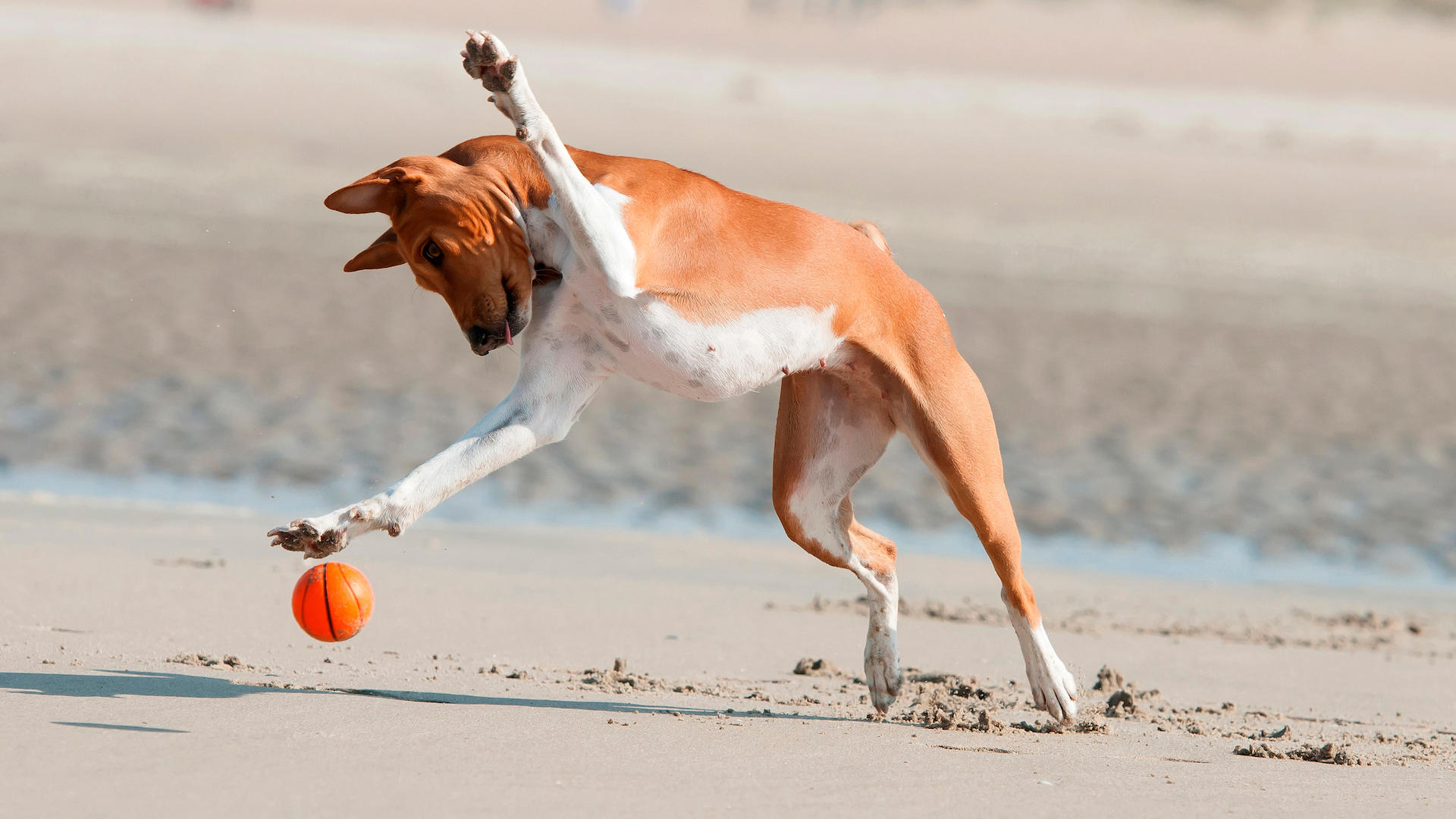 basenji dog with ball on beach