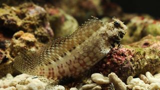 Lawnmower blenny, a saltwater aquarium fish