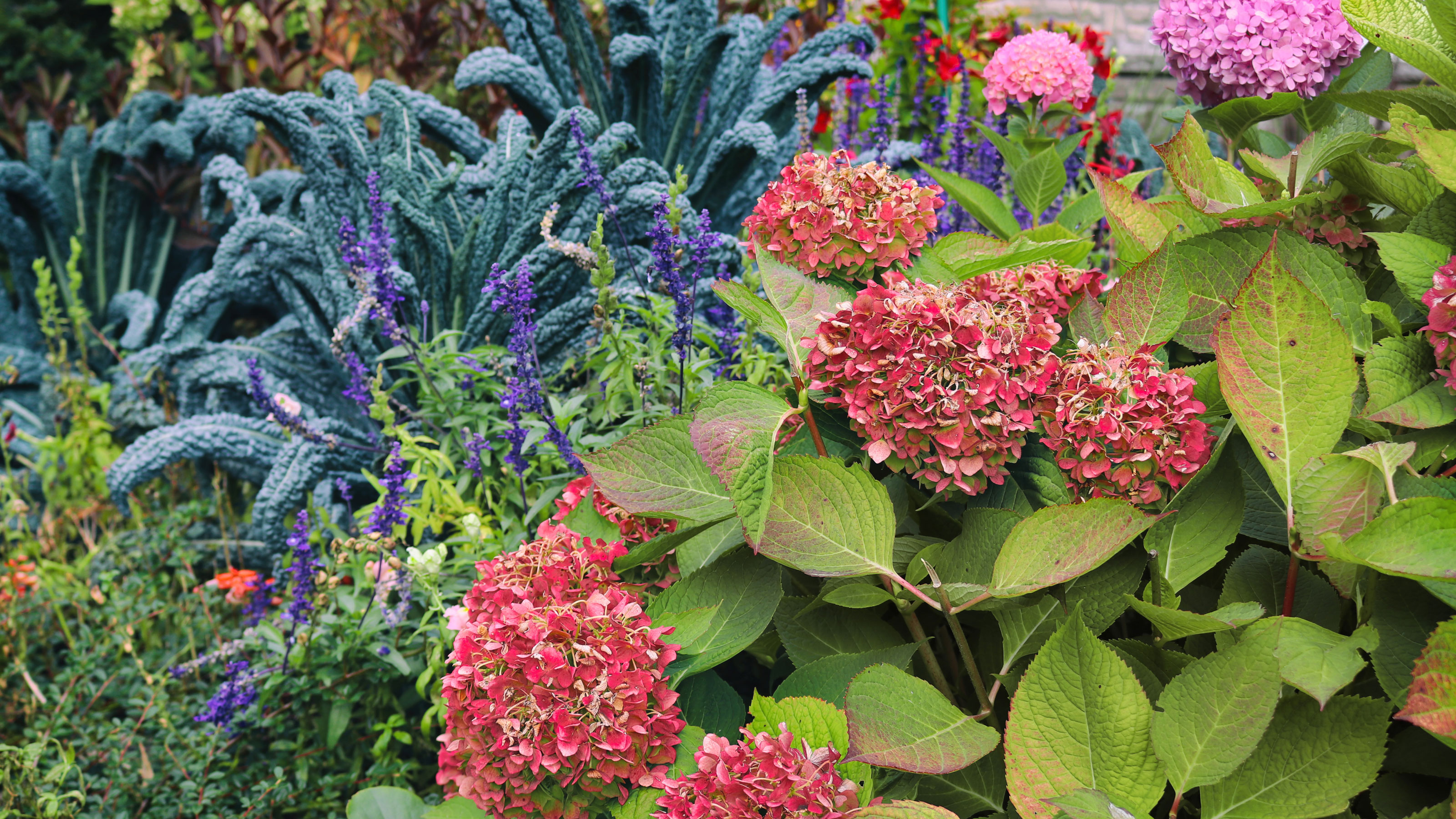 Hydrangeas and garden borders in autumn with red and purple flowers