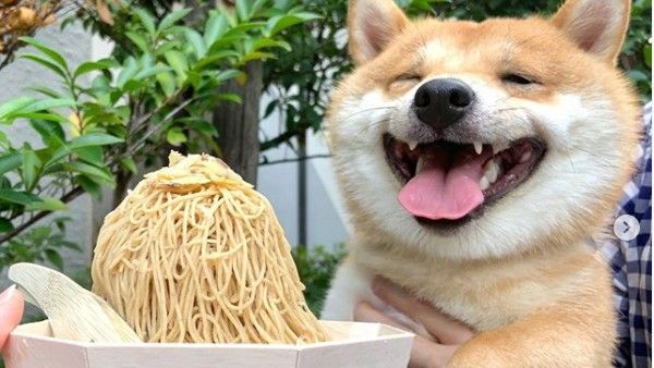 happy shiba