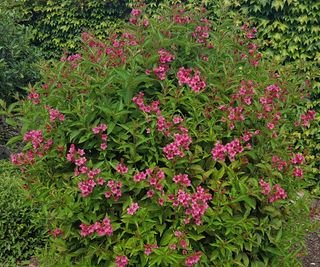 Weigela shrub with pink-red blooms