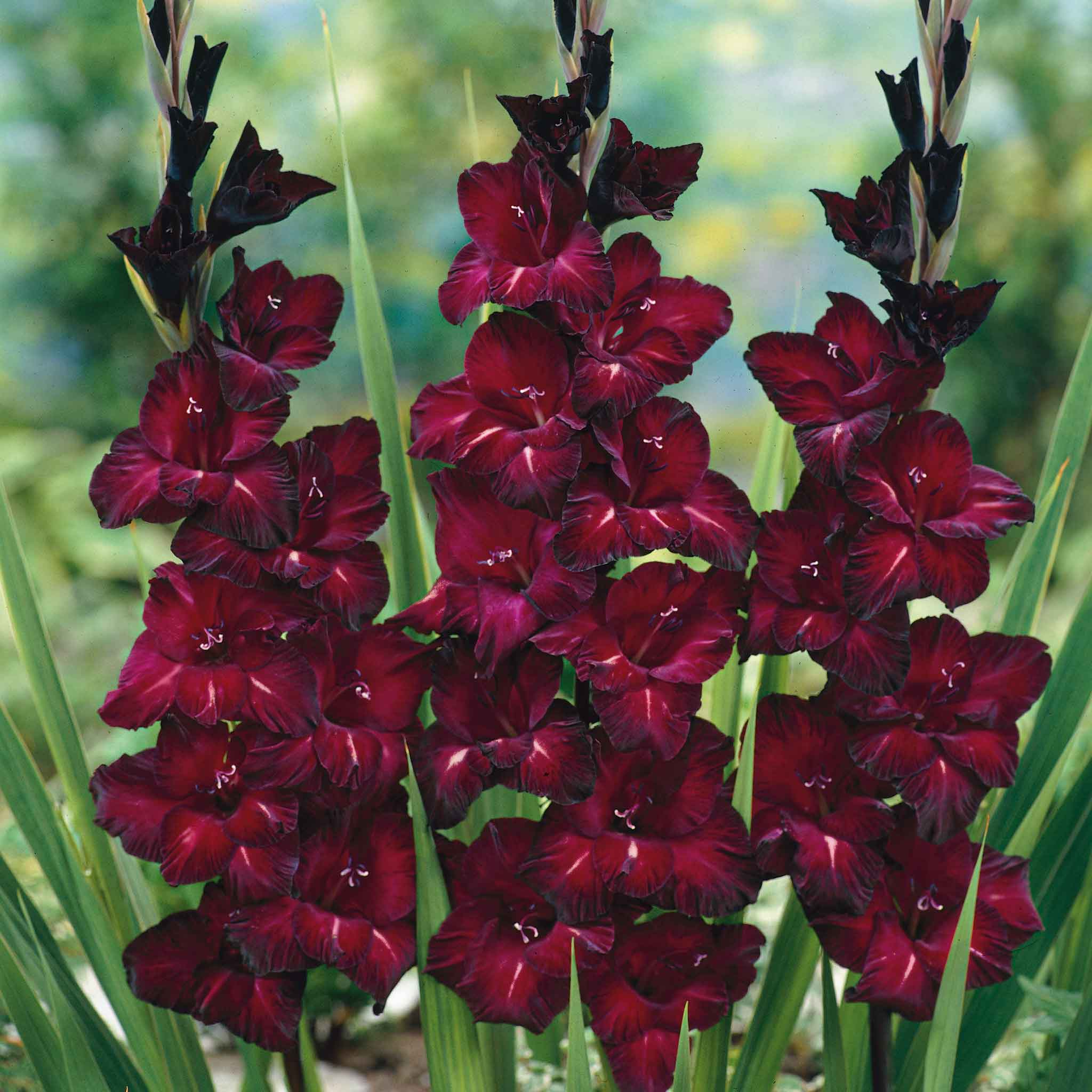 Gladiolus Flower Bulbs - Black Star