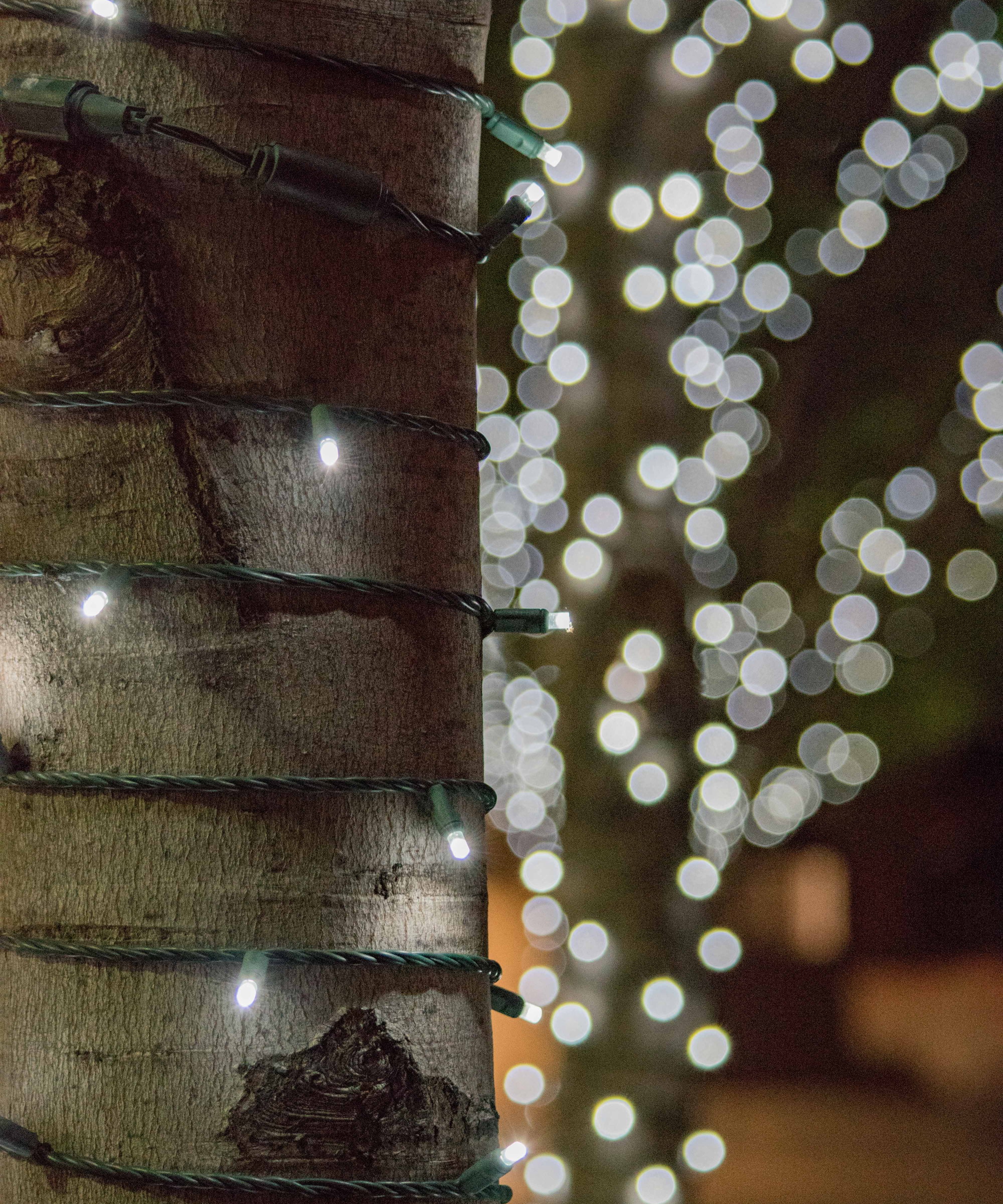 Christmas lights wrapped around the trunk of a tree