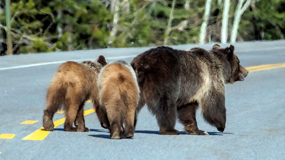 Grizzly bear and two cubs walking on road at National Park