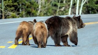 Grizzly bear and two cubs walking on road at National Park