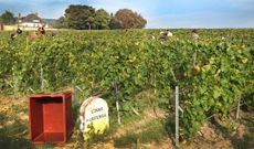 000008e6a-louis_roederer_2014_harvest.jpg