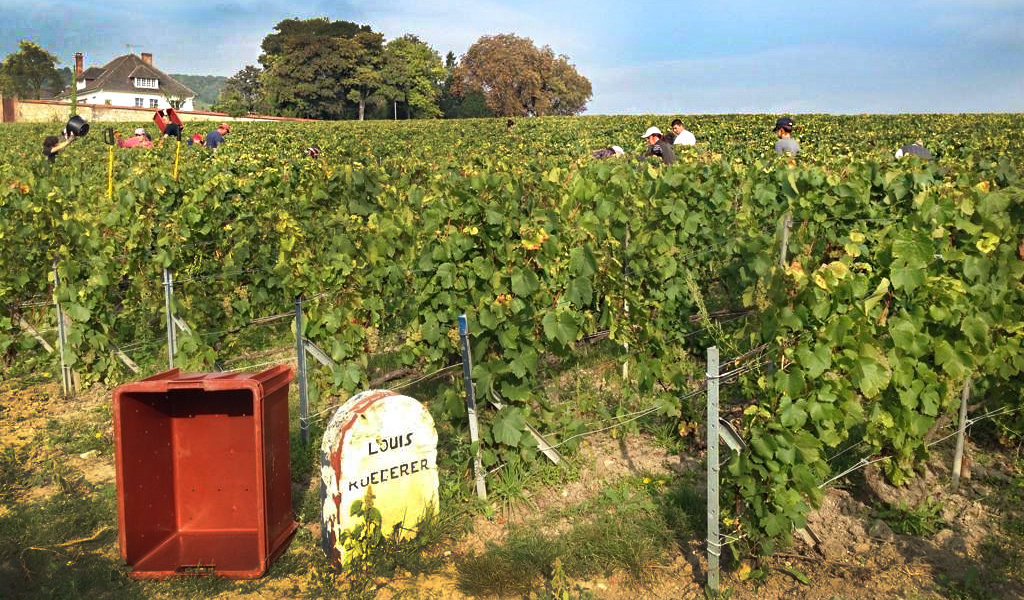 000008e6a-louis_roederer_2014_harvest.jpg