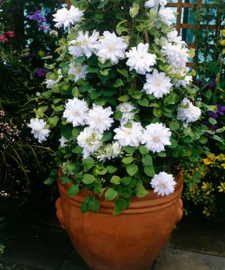 White clematis in a pot