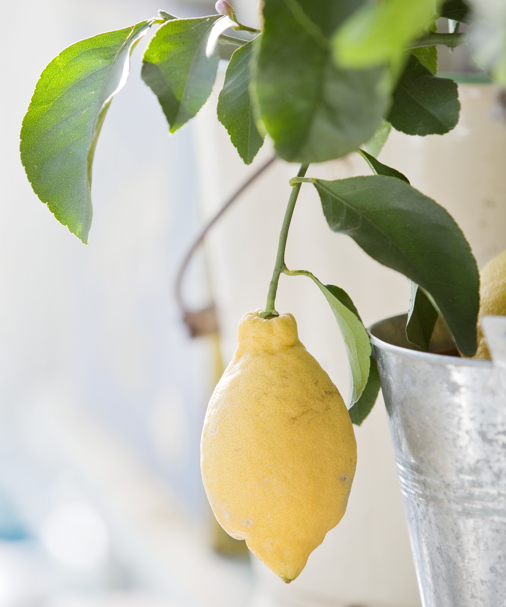 Lemon tree in galvanised bucket