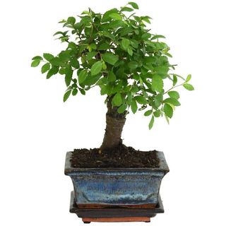  Bonsai Zelkova tree with ceramic pot