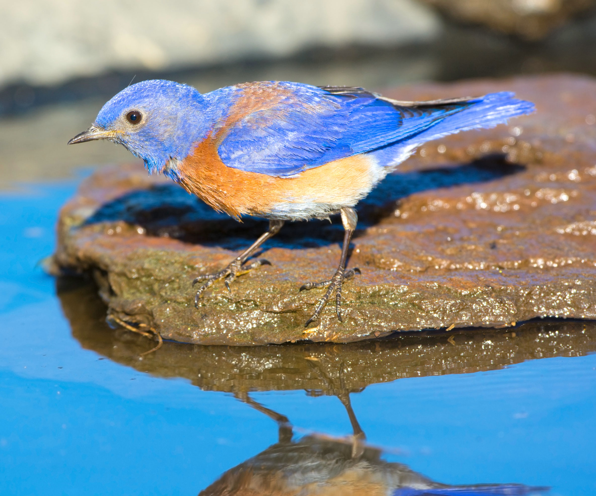 bluebird sitting on a flat rock near a clear puddle of water on sunny day
