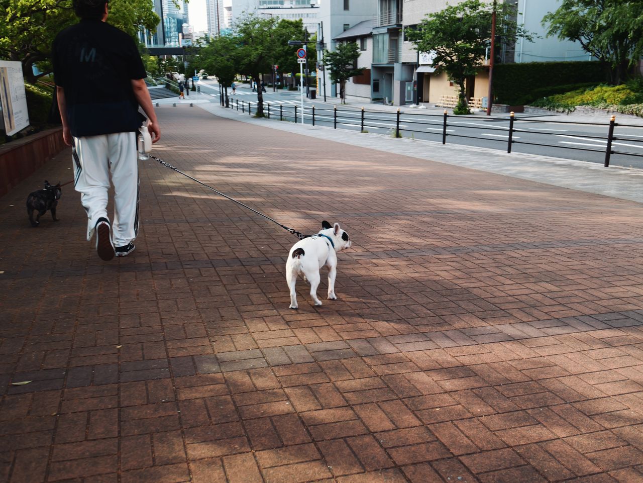 Person walking two small dogs along a city sidewalk.