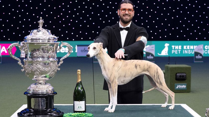 Miuccia the whippet and Giovanni Liguori wins Best in Show at Crufts 2025