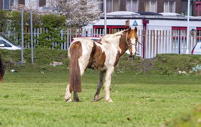 Fly-grazing-South-Wales.jpg