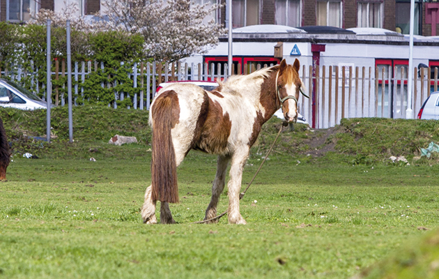 Fly-grazing-South-Wales.jpg