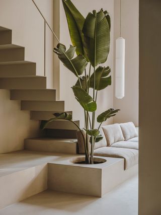 Tall leafy plant in a stone planter set within a neutral tone interior