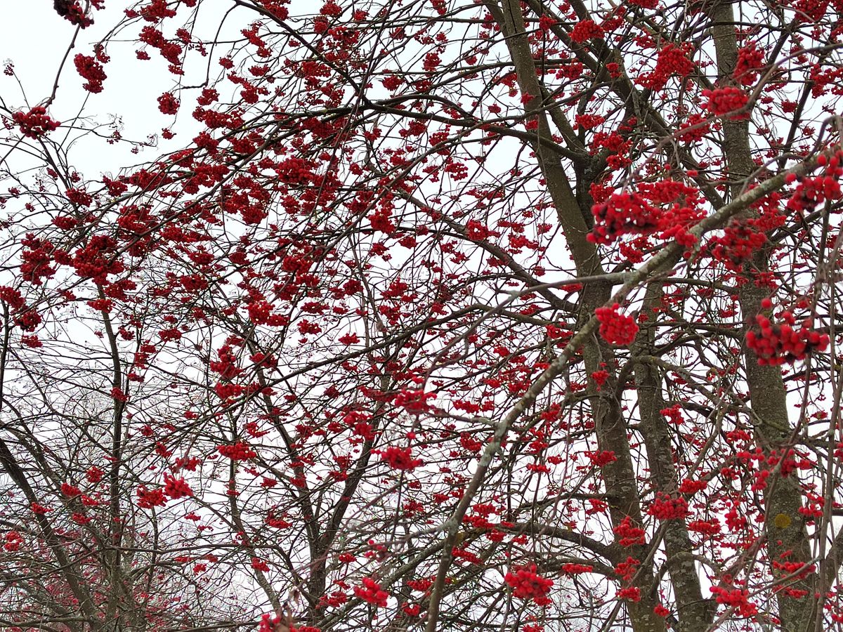 Honor 50 2x zoom