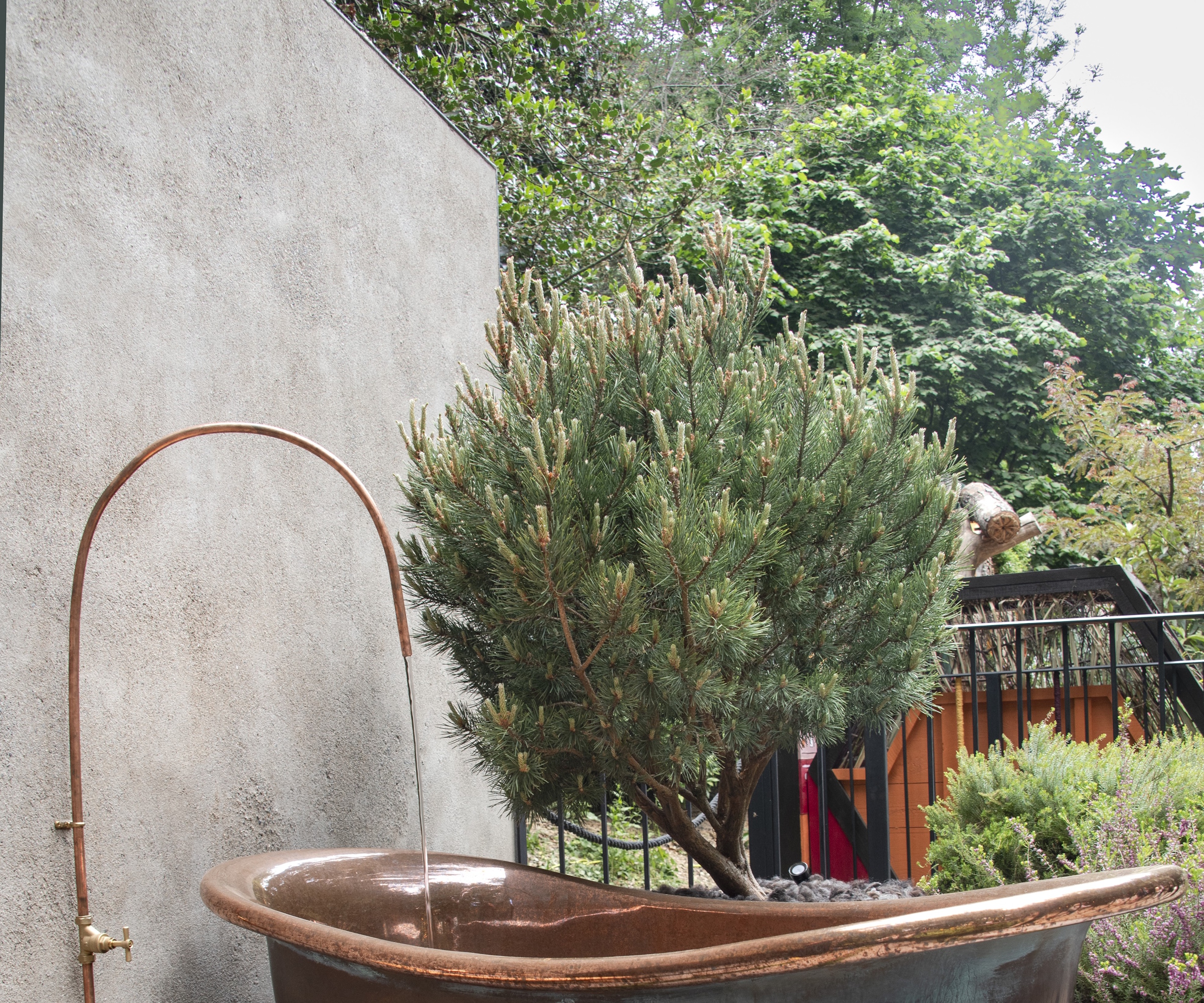 Small pine tree in a balcony garden, with a copper bath and tap