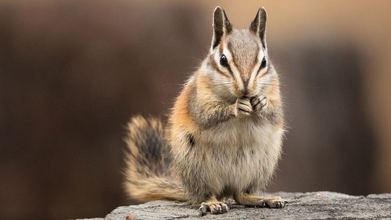 chipmunk